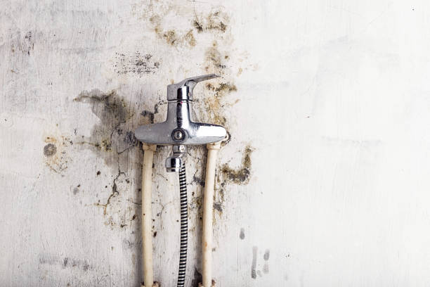 Best Mold Testing  in Mexico Beach, FL