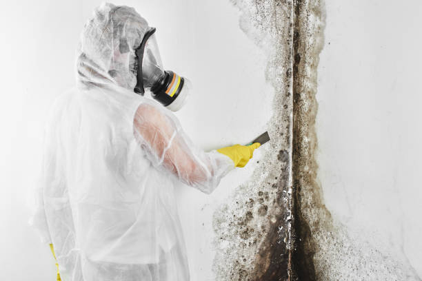 Best Mold Testing  in Mexico Beach, FL
