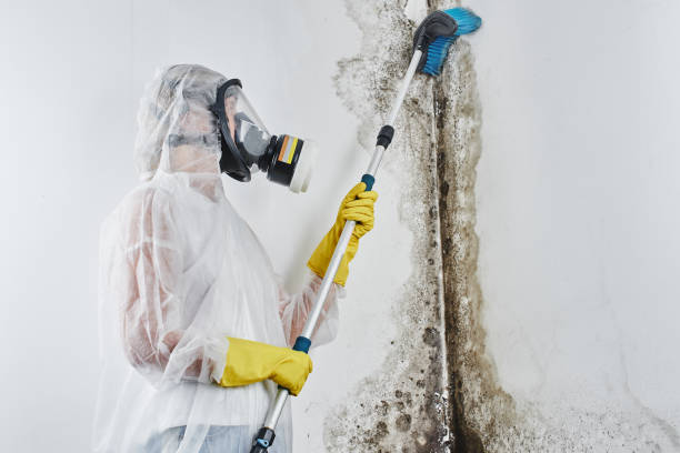 Best Crawl Space Mold Removal  in Mexico Beach, FL