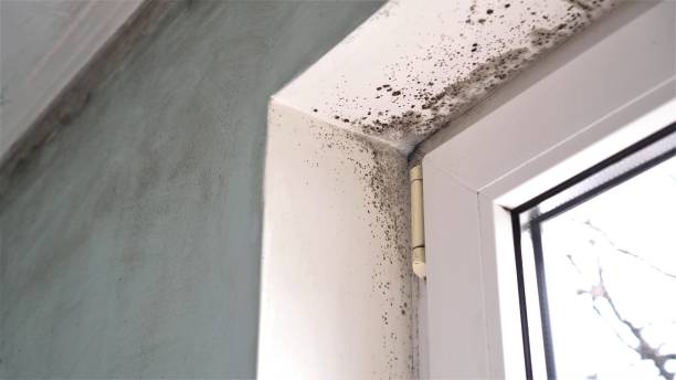 Best Toxic Mold Removal  in Mexico Beach, FL