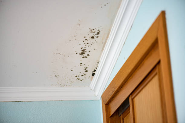Best Attic Mold Removal  in Mexico Beach, FL