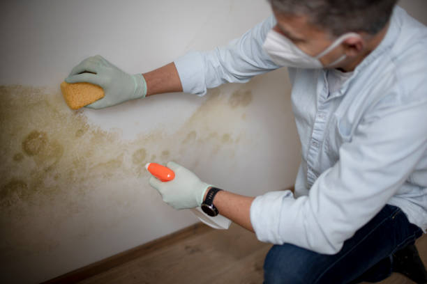 Best Mold Remediation  in Mexico Beach, FL