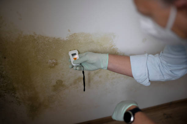 Best Commercial Mold Removal  in Mexico Beach, FL