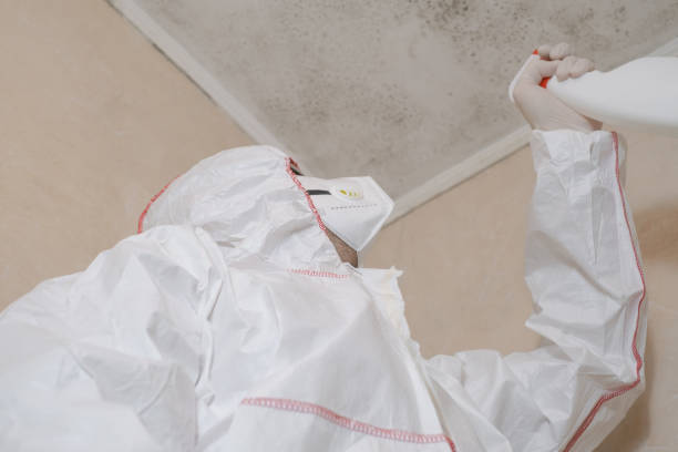 Best Mold Removal and Inspection  in Mexico Beach, FL