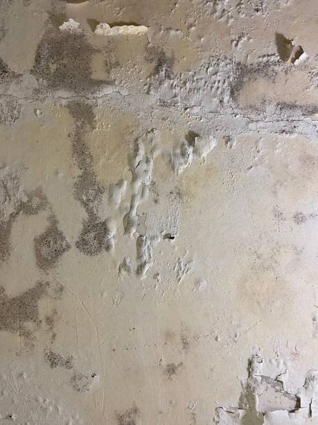 Professional Mold Removal in Mexico Beach, FL